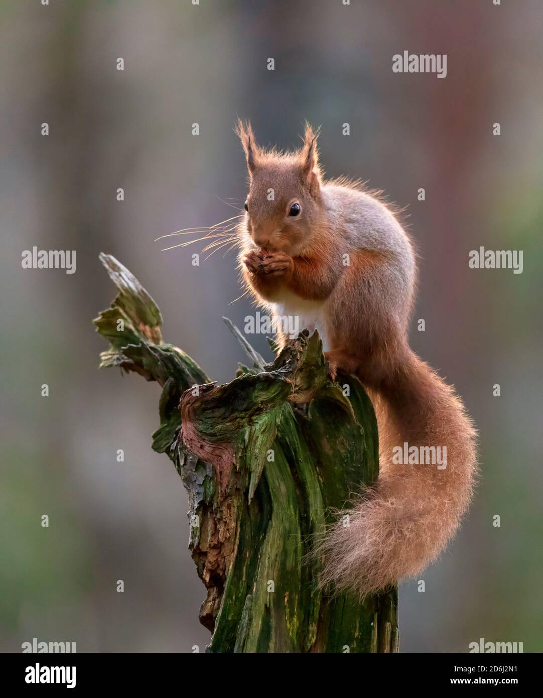 Rotes Eichhörnchen, Sciurus vulgaris, sitzt auf einem Zweig essen eine Nuss im Cairngorms National Park, Schottland Stockfoto