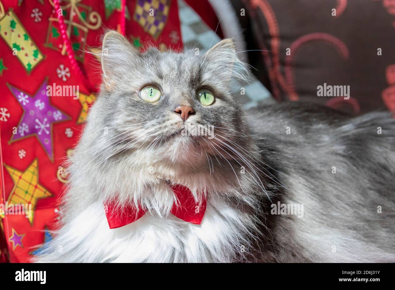 Eine langhaarige grau gestromte Katze mit einem Weihnachtsthema. Sibirische Waldkatze mit grünen Augen und einer weißen Mähne mit roter Fliege. Stockfoto