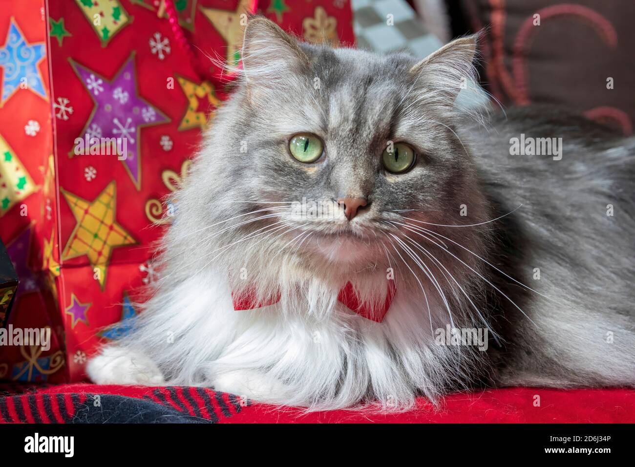 Eine langhaarige grau gestromte Katze mit einem Weihnachtsthema. Sibirische Waldkatze mit grünen Augen und einer weißen Mähne mit roter Fliege. Stockfoto