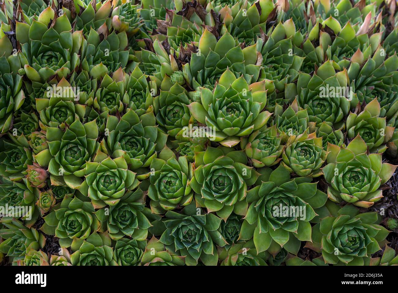 Dachhauswurz (Sempervivum tectorum), Bayern, Deutschland Stockfoto