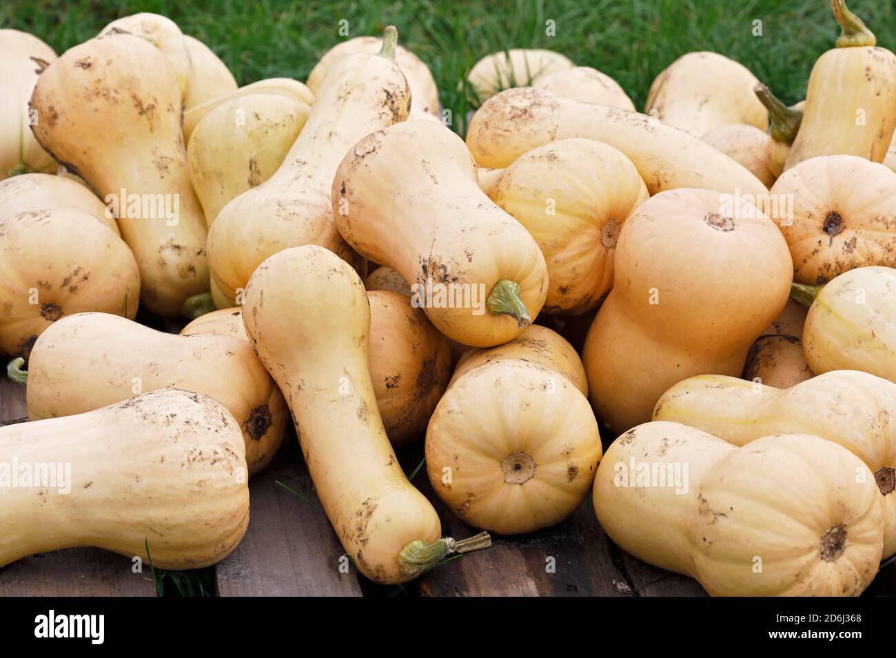 Kürbis Butternut (Cucurbita maxima) Sorte Butternut, Schleswig-Holstein, Deutschland Stockfoto