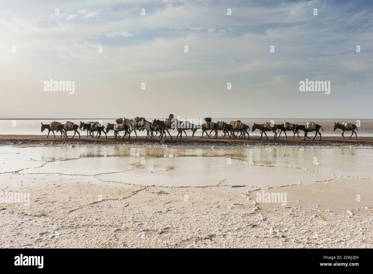 Eselskarawane beladen mit Steinsalzplatten auf dem Heimweg durch einen Salzsee, Salzwüste, Danakil-Depression, Äthiopien Stockfoto