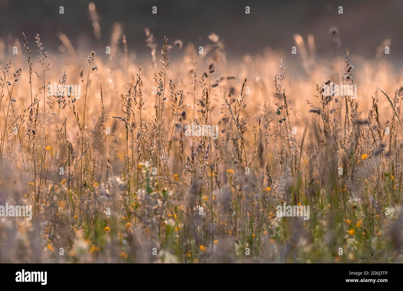 Hohes Gras, blühende Wiese, Lichtung im Wald, Perlacher Forst, München, Oberbayern, Bayern, Deutschland Stockfoto