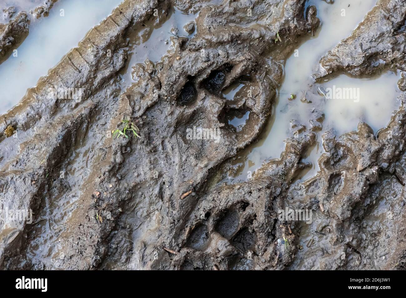 Spur einer Hundepfote im Schlamm, Perlacher Forst, München, Oberbayern, Bayern, Deutschland Stockfoto