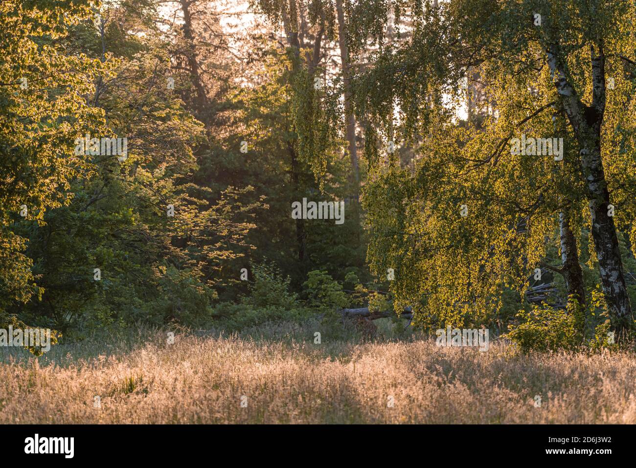 Wald lichtung deutschland Fotos und Bildmaterial in hoher Auflösung
