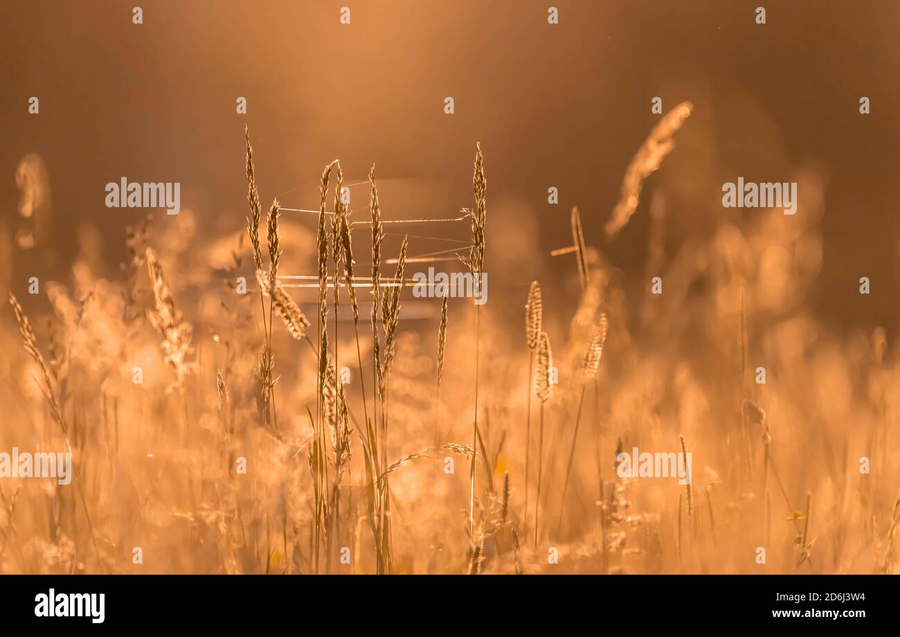 Spinnennetz im hohen Gras, blühende Wiese, Lichtung, Perlacher Forst, München, Oberbayern, Bayern, Deutschland Stockfoto