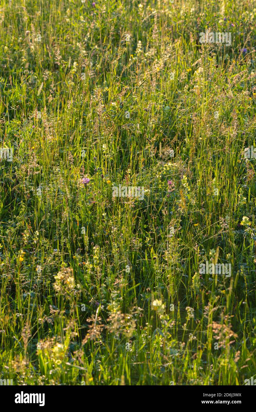 Hochgras, blühende Wiese, Perlacher Forst, München, Oberbayern, Bayern, Deutschland Stockfoto