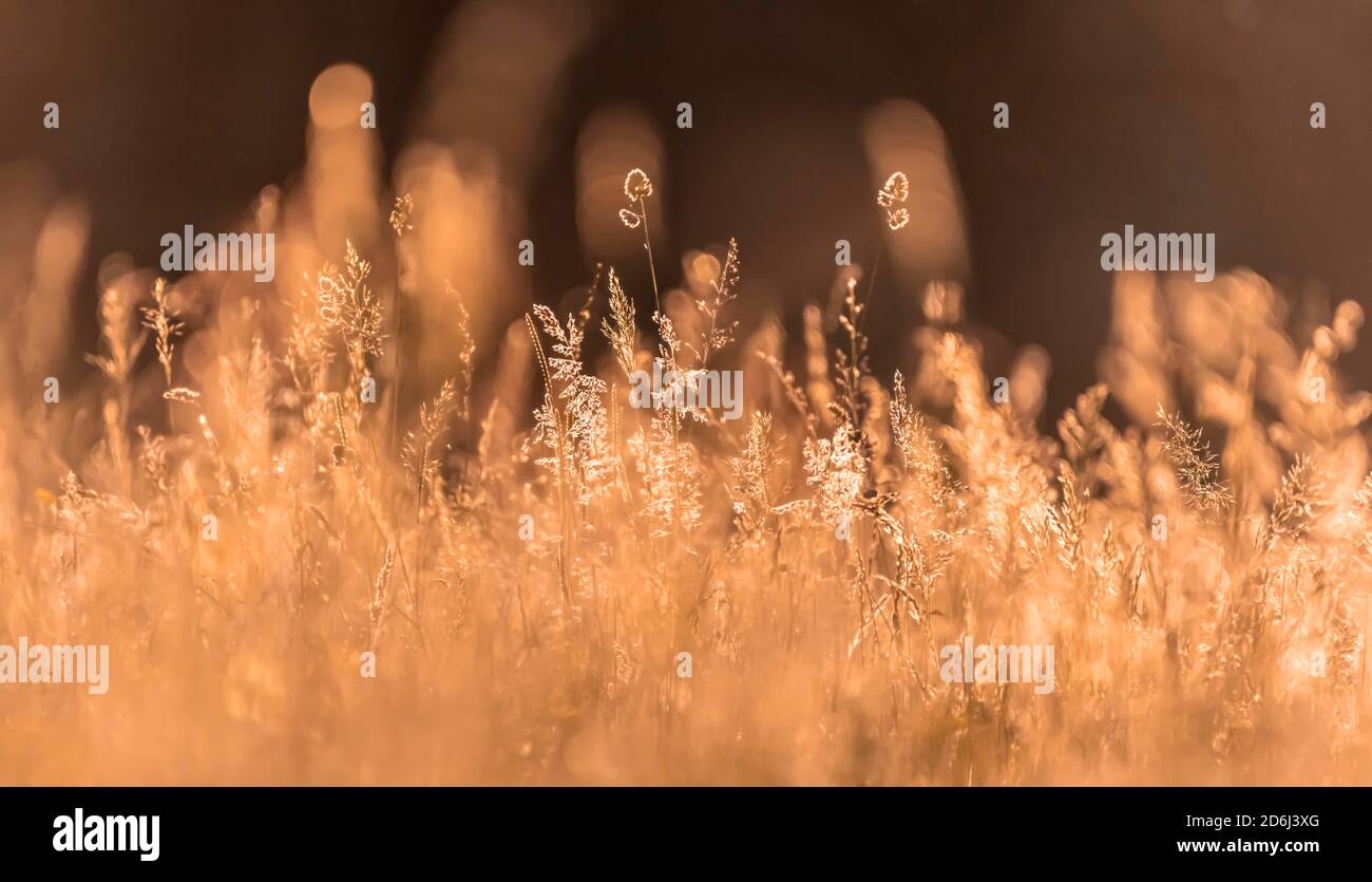 Hohes Gras, blühende Wiese, Lichtung, Perlacher Forst, München, Oberbayern, Bayern, Deutschland Stockfoto