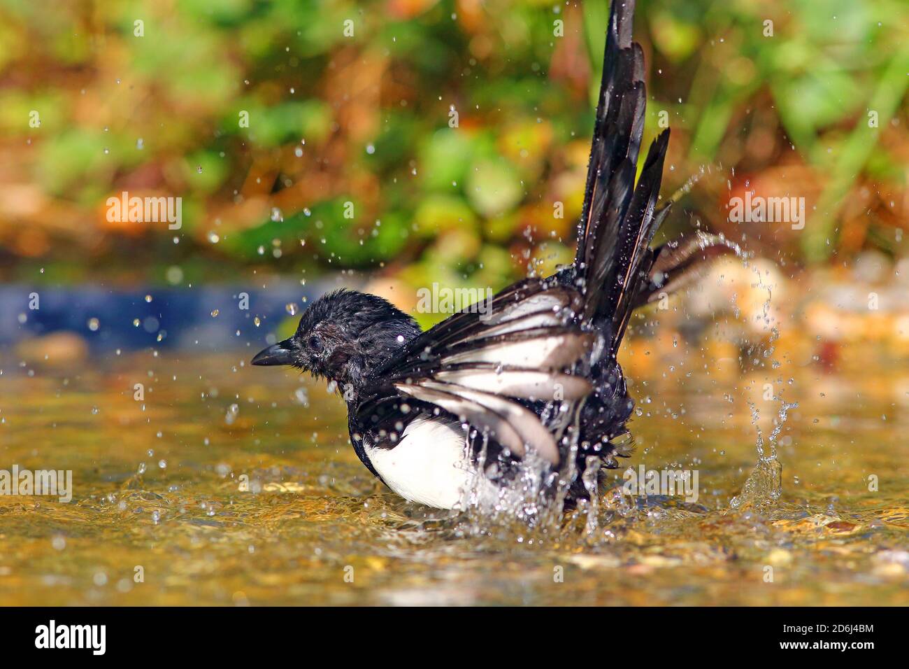 Europäische Elster (Pica pica), Baden im Flachwasser, Solms, Hessen Stockfoto