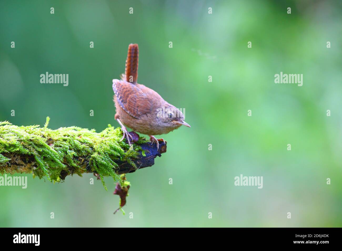 Wren (Troglodytes troglodytes) Squab sitzt auf einem moosigen Zweig, Solms, Hessen Stockfoto