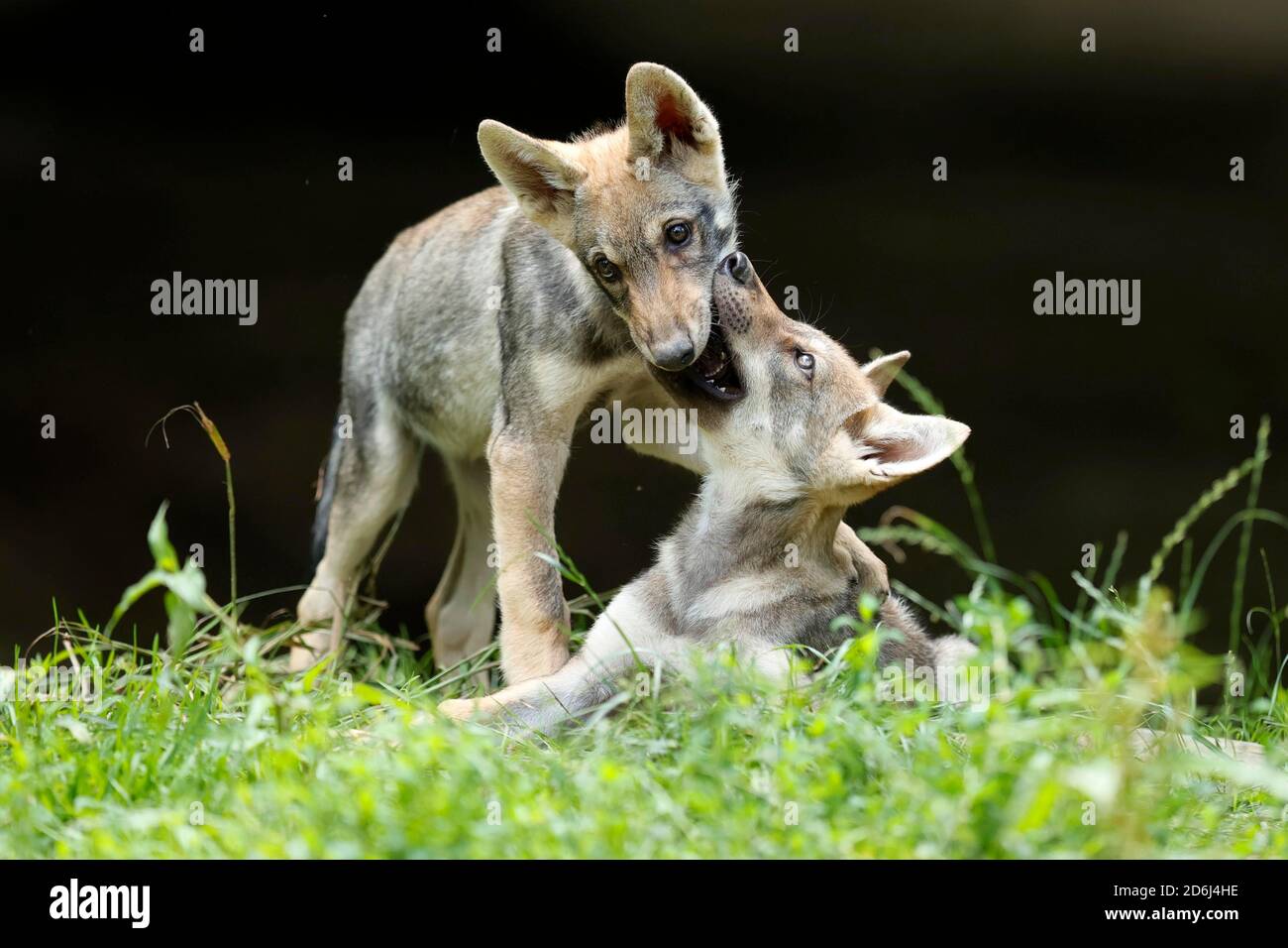 Zwei europäische Grauwolf (Canis lupus)spielende Welpen, Frankreich Stockfoto