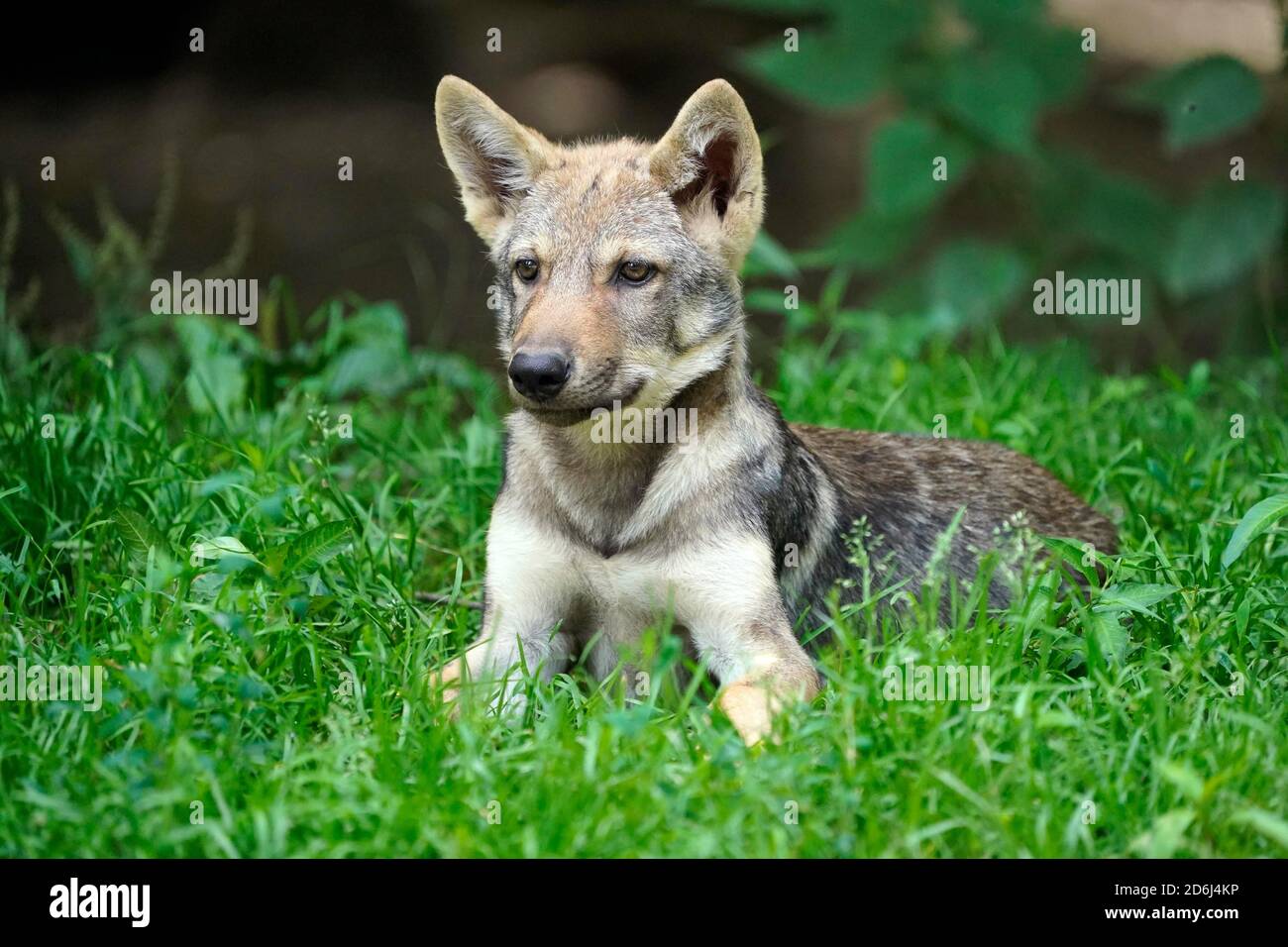 Europäischer Grauwolf (Canis lupus)Welpe, Tierportrait, Frankreich Stockfoto