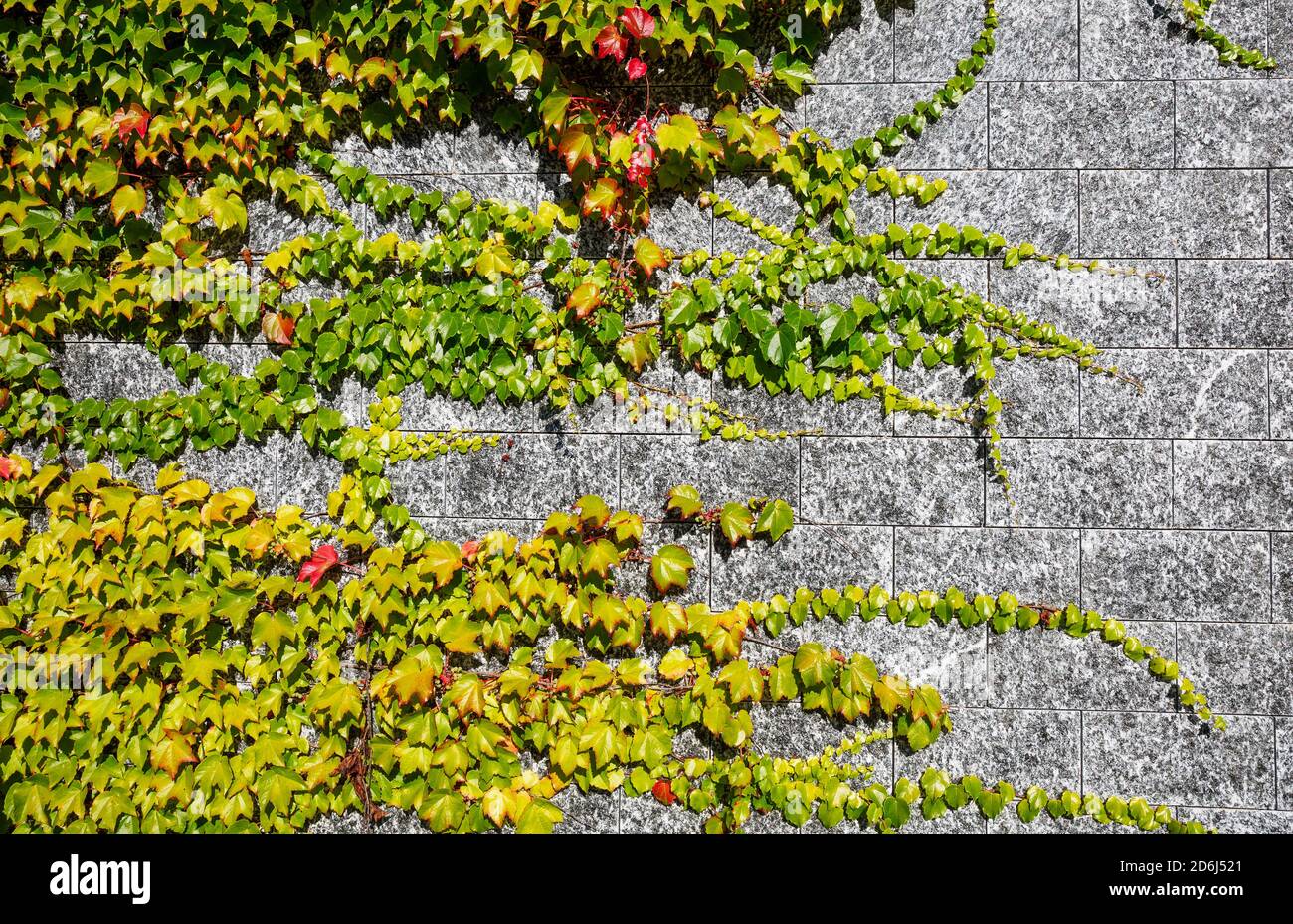 Virginia Creeper (Parthenocissus quinquefolia) Hausfassade mit Wildwein bewachsen, Sankt Wolfgang am Wolfgangsee, Salzkammergut, Oberösterreich Stockfoto