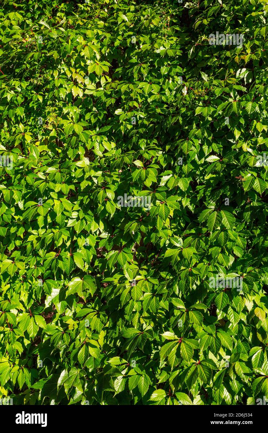 Virginia Creeper (Parthenocissus quinquefolia) Hausfassade mit Wildwein bewachsen, Sankt Wolfgang am Wolfgangsee, Salzkammergut, Oberösterreich Stockfoto