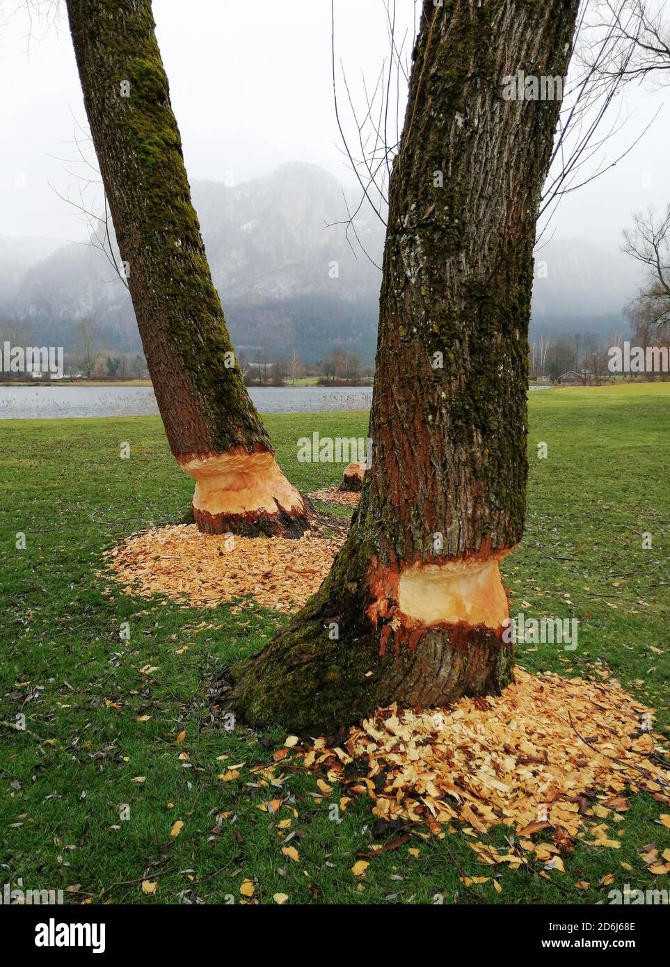 Biberschäden, von Bibern gefressene Bäume, Spuren von Schäden, Mondseeland, Oberösterreich, Österreich Stockfoto