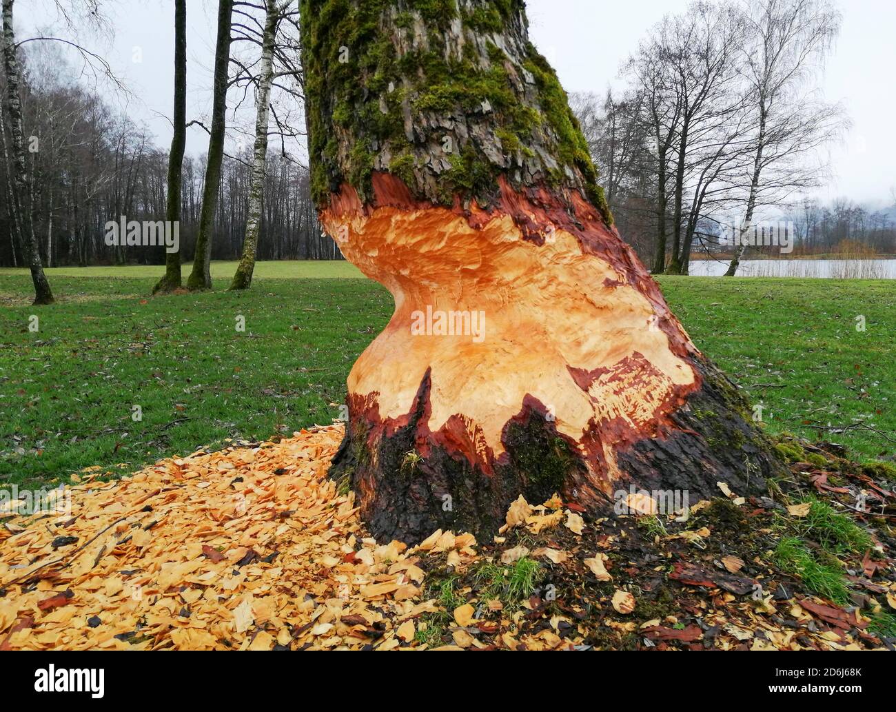 Biberschäden, von Bibern gefressene Bäume, Spuren von Schäden, Mondseeland, Oberösterreich, Österreich Stockfoto