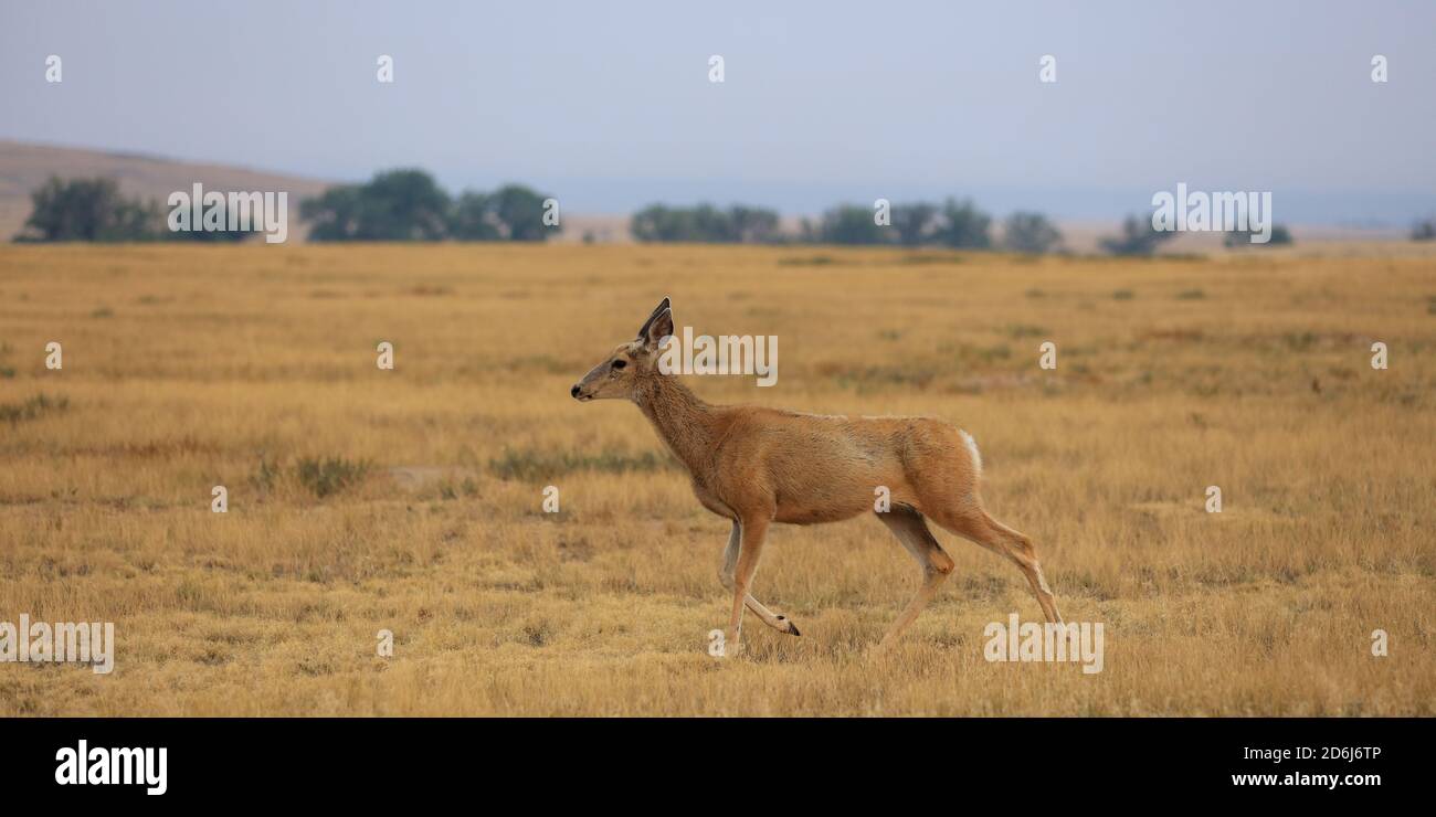 Maultier Hirsch mit einem zerbrochenen Geweih und einem Elbenvogel Auf dem Rücken an einem kalten Wintertag Stockfoto