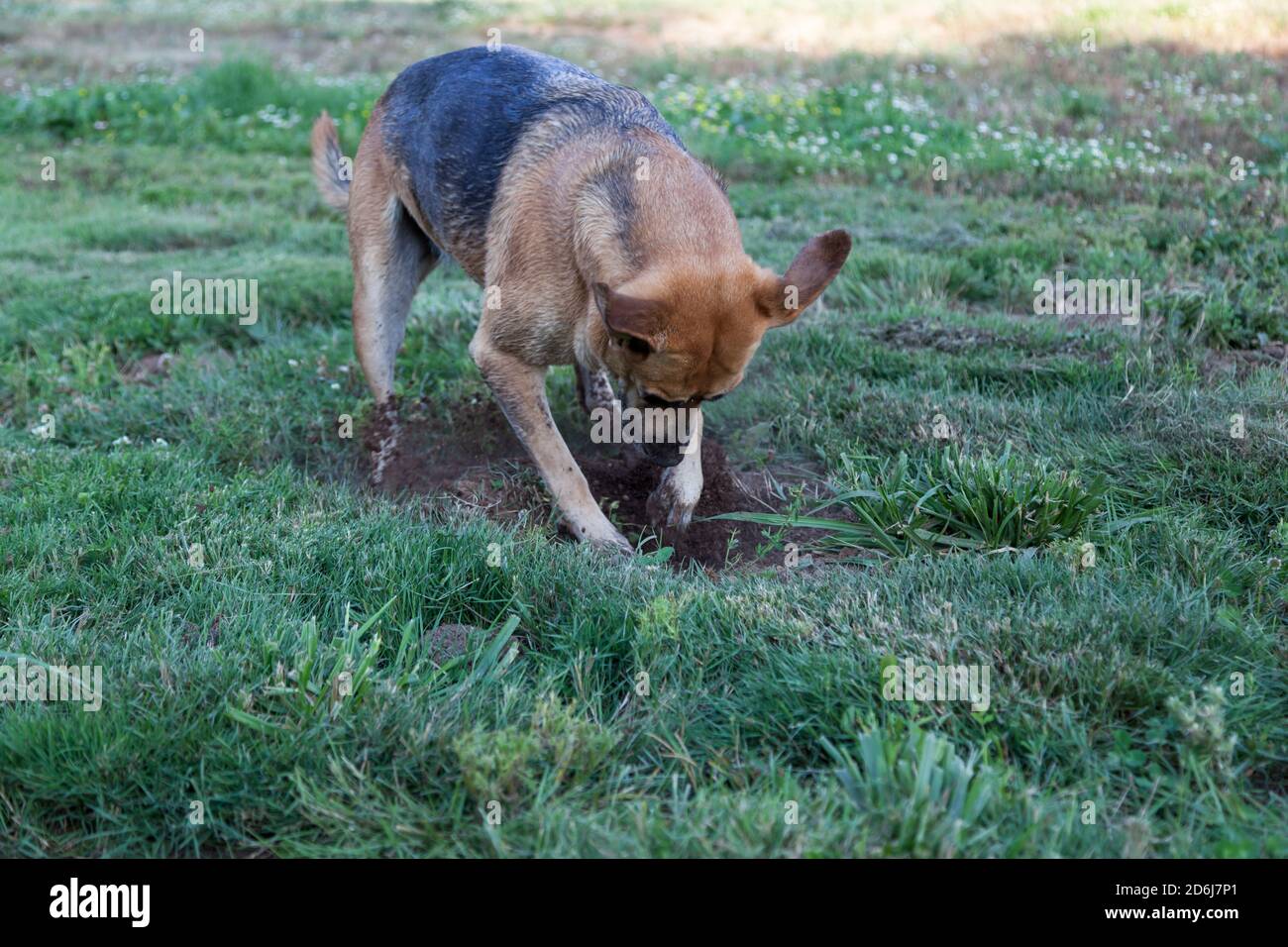 Ein großer Hund gräbt auf der Suche nach einem Gofer aggressiv ein Loch in einem grünen Hof. Stockfoto