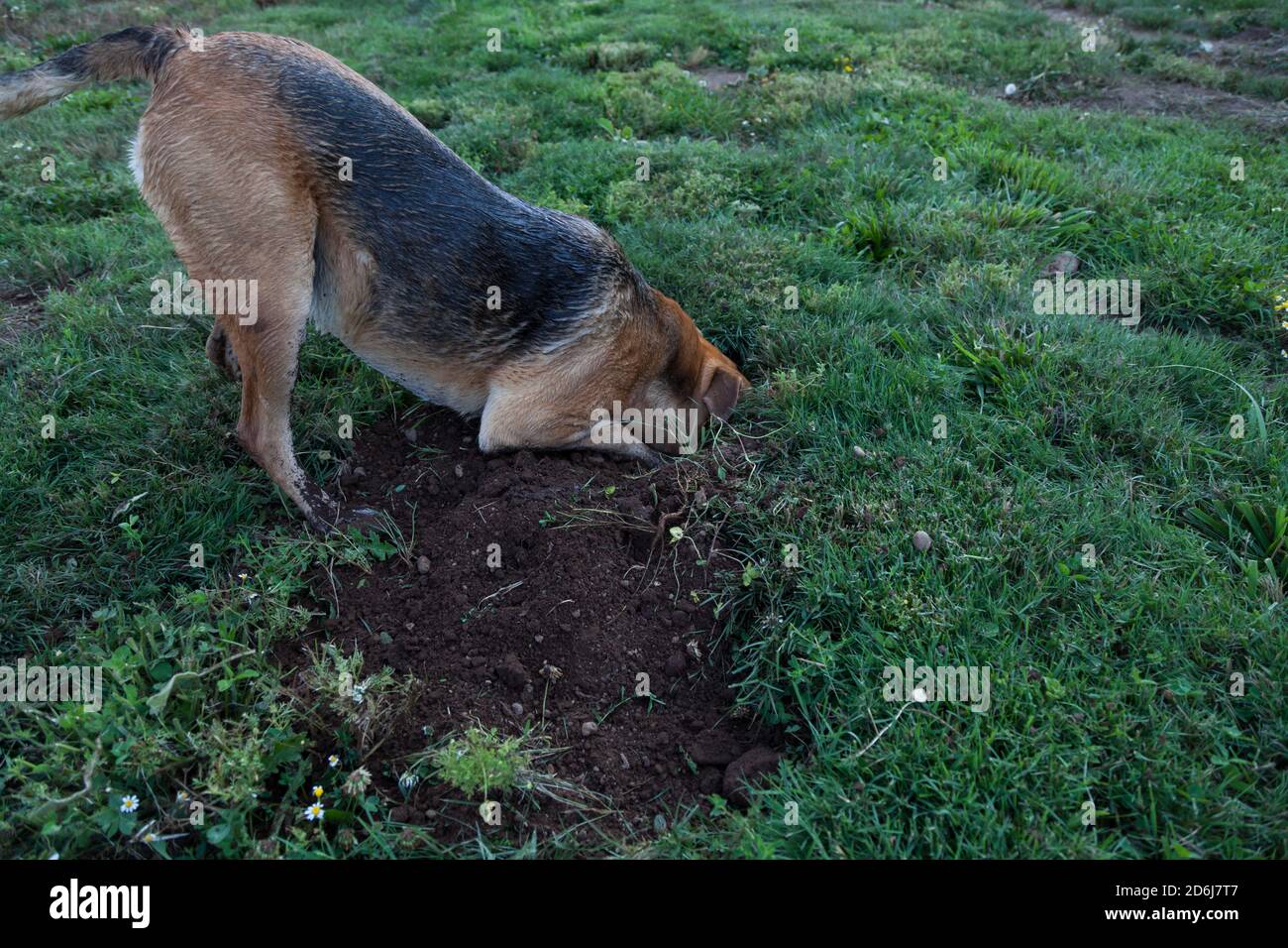 Ein großer Hund steckt ihren Kopf in ein Goferloch, das sie bei der Suche nach dem Nagetier in einem grünen Grashof gräbt. Stockfoto
