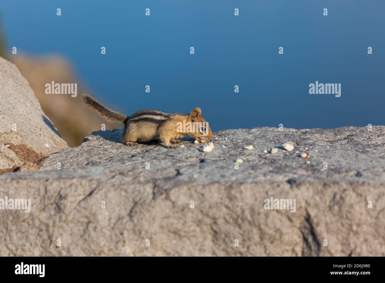 Ein süßer kleiner Chipmunk sitzt auf einer gemauerten Felswand Und isst Stücke von gebrochenen Nüssen im Nachmittagslicht Mit dem tiefblauen Crater Lake im Hintergrund Stockfoto