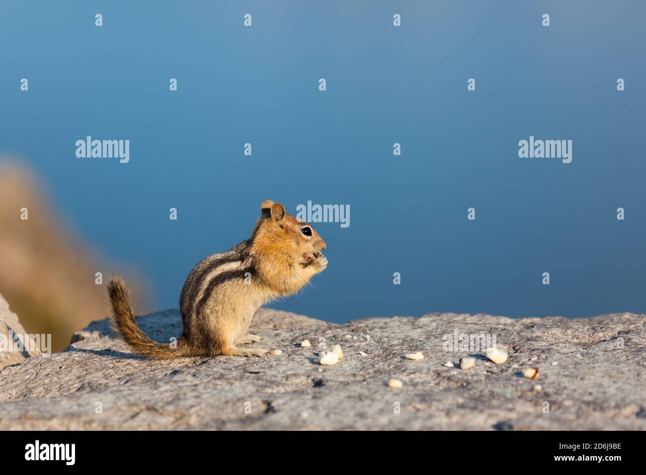 Ein süßer kleiner Chipmunk sitzt auf einer gemauerten Felswand Und isst Stücke von gebrochenen Nüssen im Nachmittagslicht Mit dem tiefblauen Crater Lake im Hintergrund Stockfoto