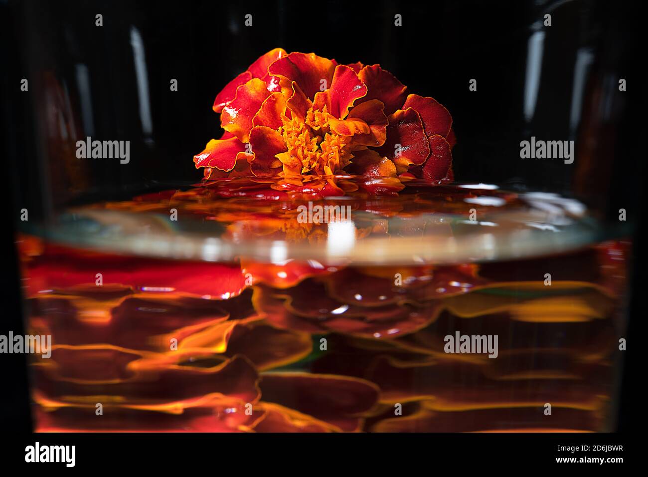 Ringelblumen nass im Regen und reflektierend im Wasser Stockfoto