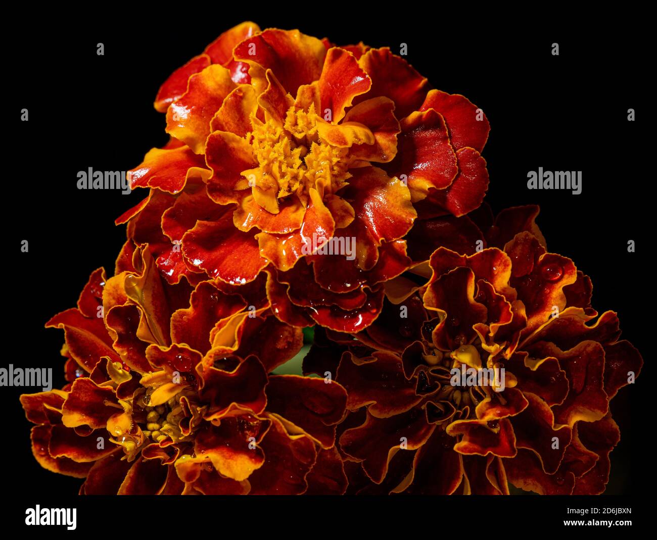 Ringelblumen nass im Regen und reflektierend im Wasser Stockfoto