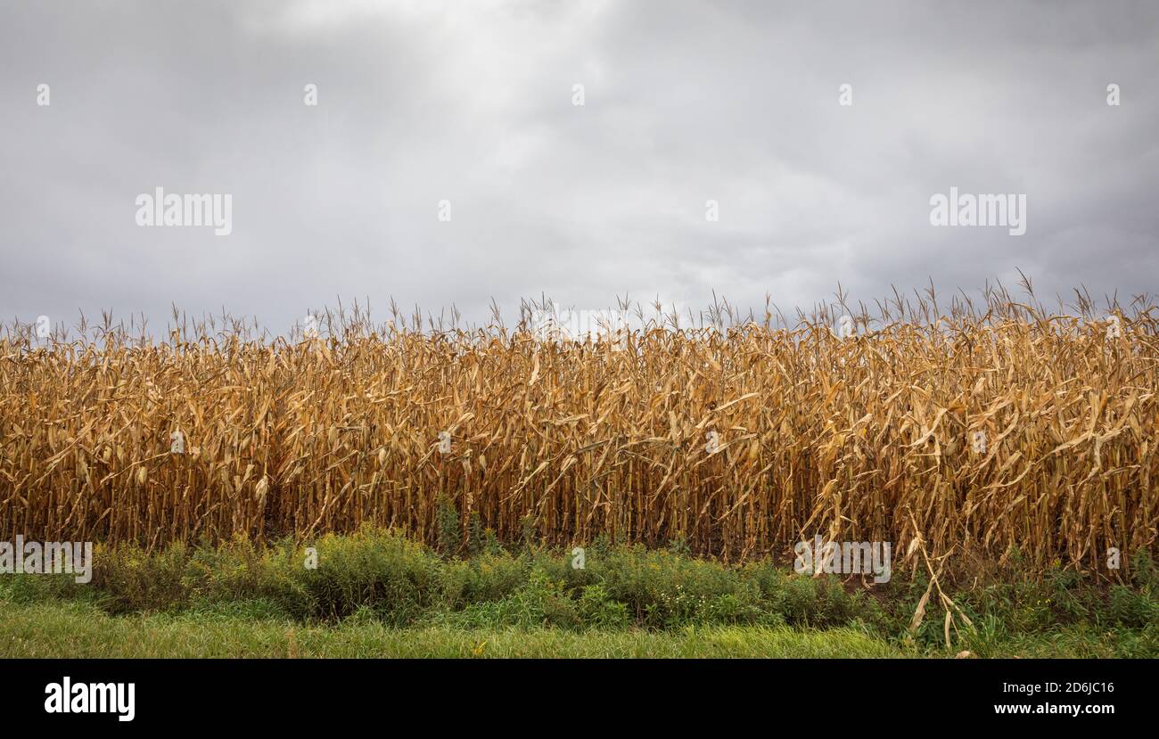 Stehende Mais an einem bewölkten Tag in Nord-Wisconsin. Stockfoto