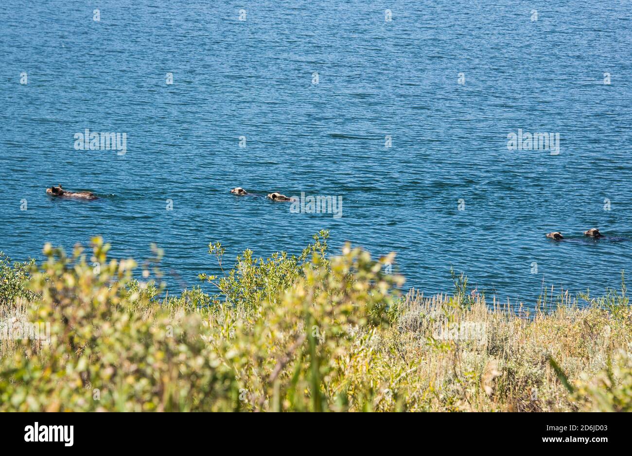 Grizzly Cubs spielen im Snake River, Oxbow Bend, Grand Teton National Park, Wyoming, USA. Stockfoto