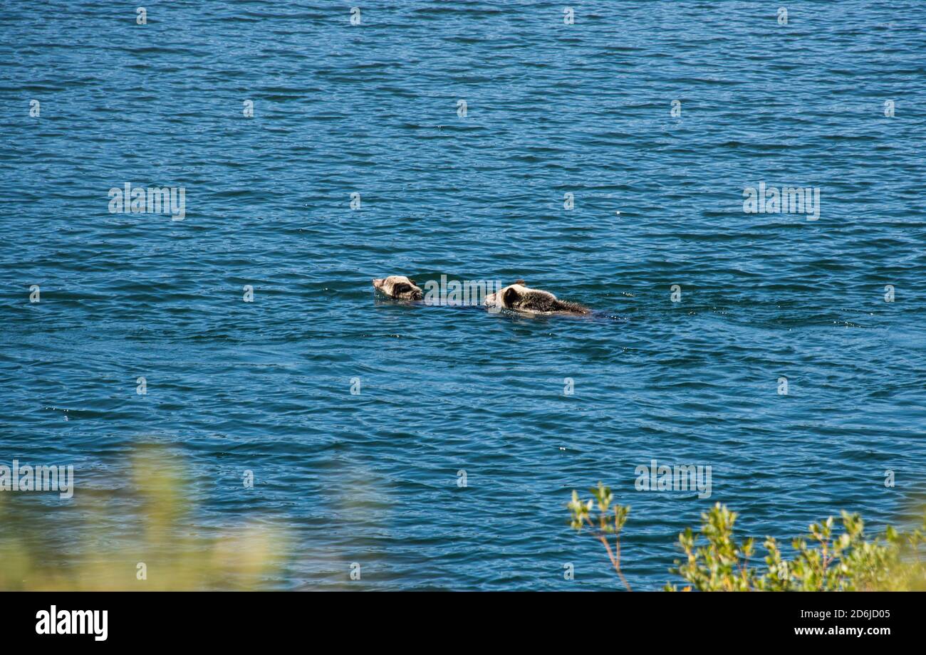 Grizzly Cubs spielen im Snake River, Oxbow Bend, Grand Teton National Park, Wyoming, USA. Stockfoto