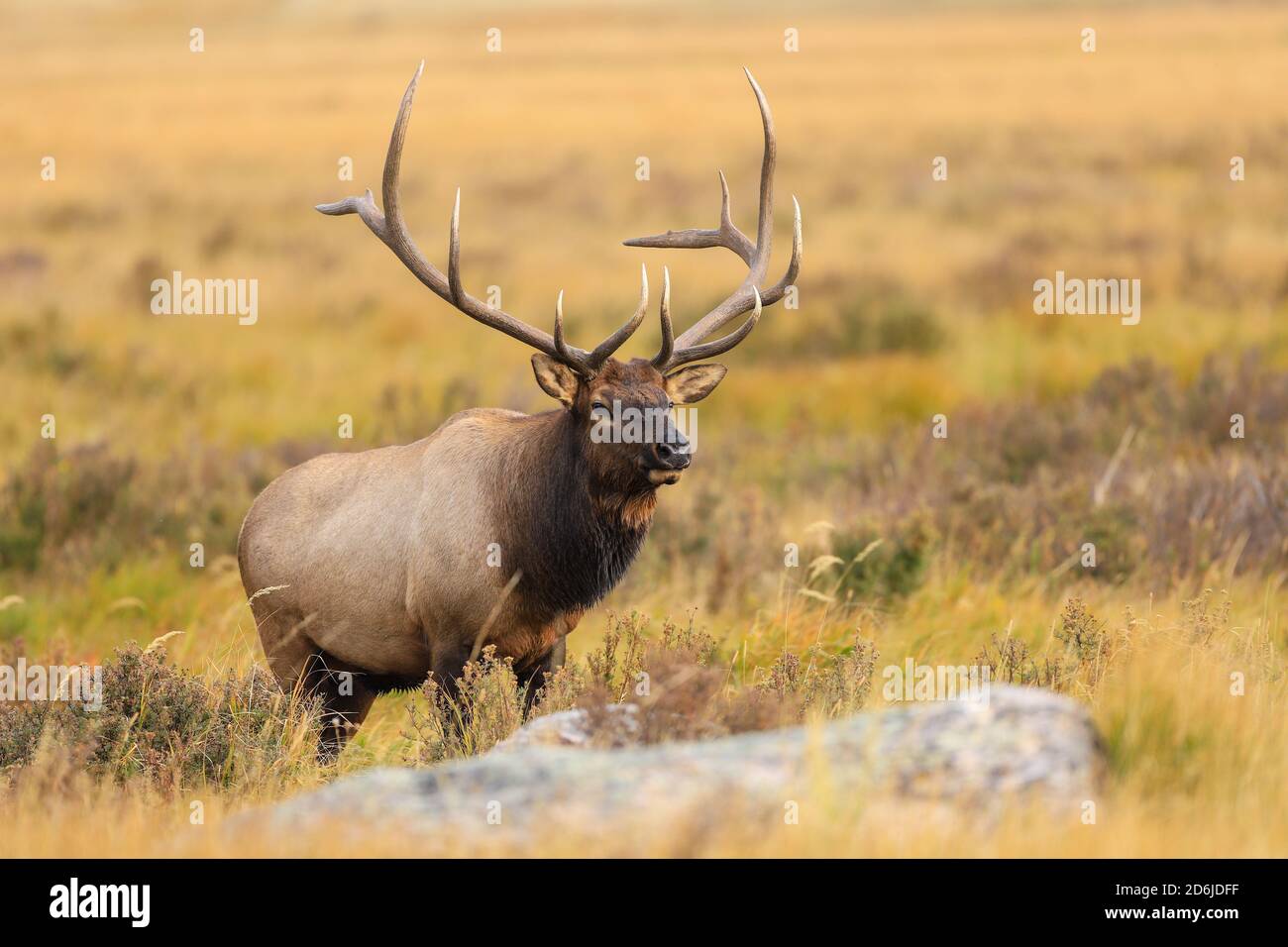 Bullenelch im Rocky Mountain National Park mit großem Geweih Im Herbst Rut Stockfoto