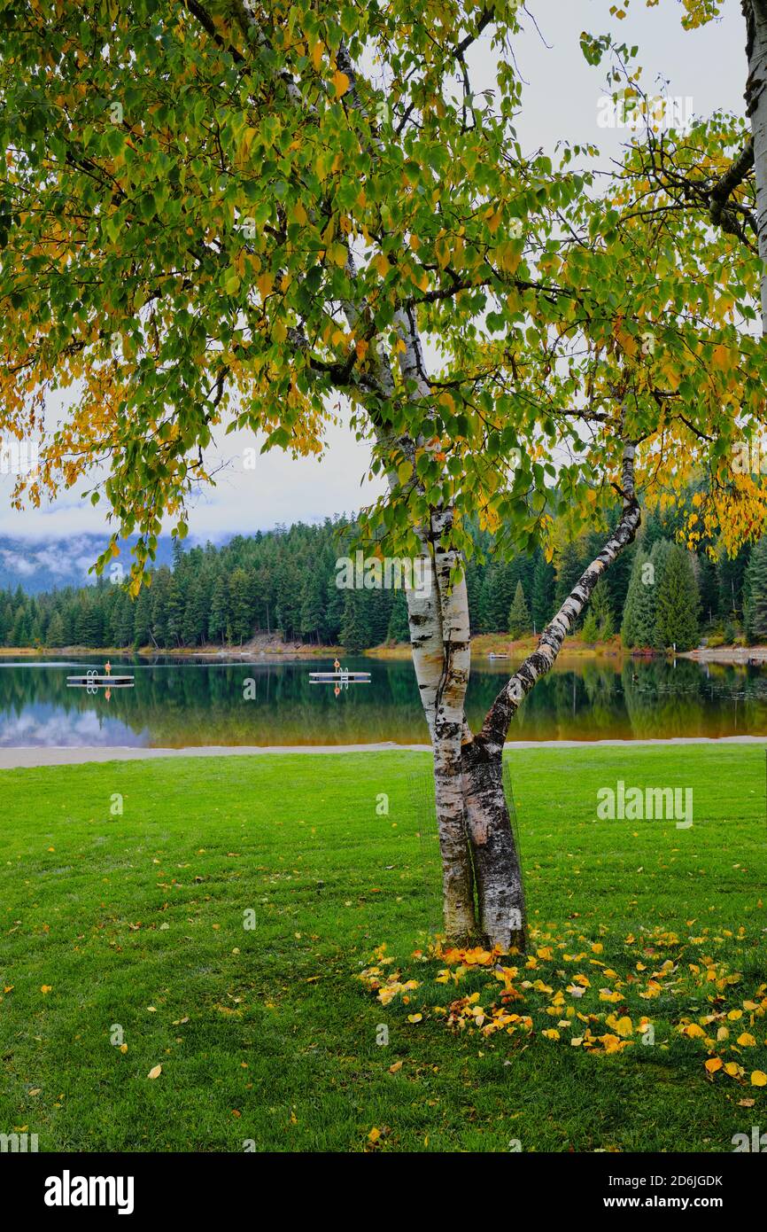 Markante Birke Baum auf grünem Gras Vorland von Lost Lake, Whistler mit Blättern, die sich zu gelb. Es ist Oktober und der Herbst ist da. Stockfoto