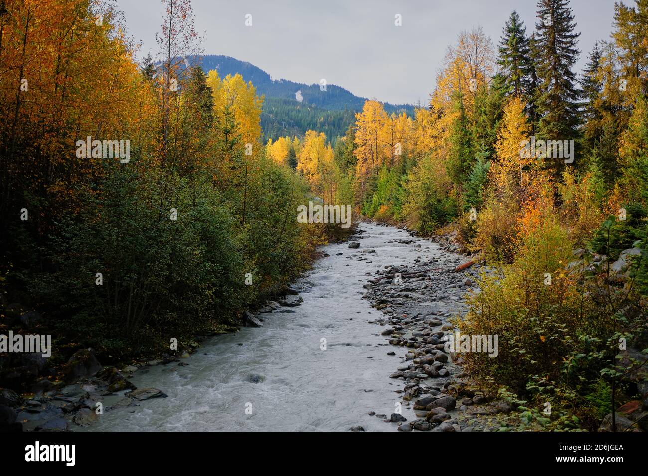 Blick auf Fitzsimmons Creek zum Whistler Mountain vom Valley Trail. Laubbäume sind gelb, orange und Gold, wenn die Temperaturen fallen und Schnee kommt Stockfoto