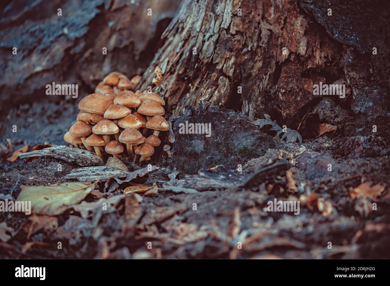 Ungenießbare giftige Pilze im Wald in der Nähe des Stammes eines alten toten Baumes. Ein Bild in mystischer Stimmung Stockfoto