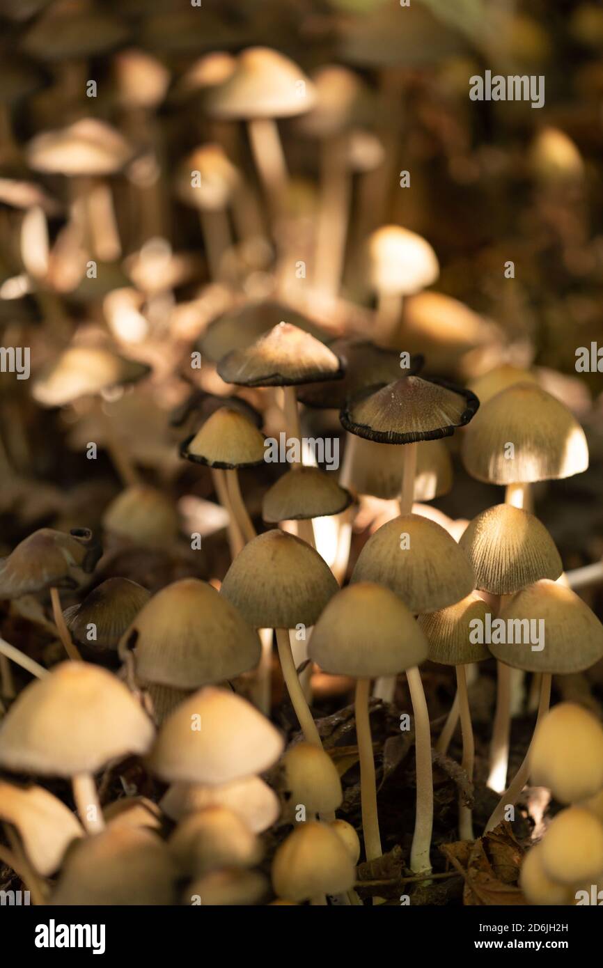 Ungenießbare giftige Pilze im Wald in der Nähe des Stammes eines alten toten Baumes. Ein Bild in mystischer Stimmung Stockfoto