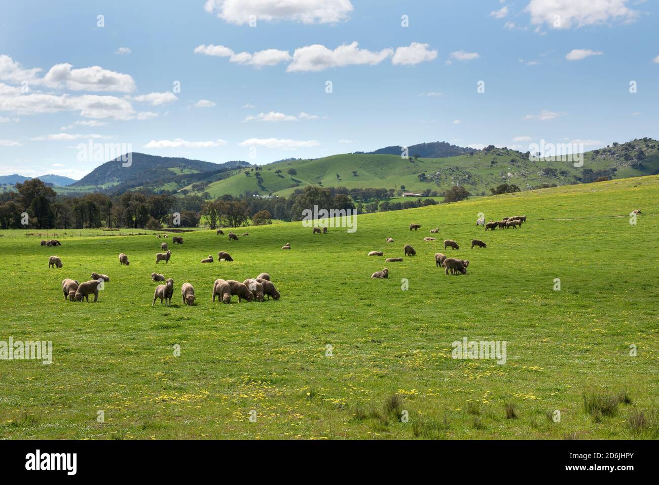 Schafe weiden in Ackerland in der Nähe von Rugby in NSW, Australien Stockfoto