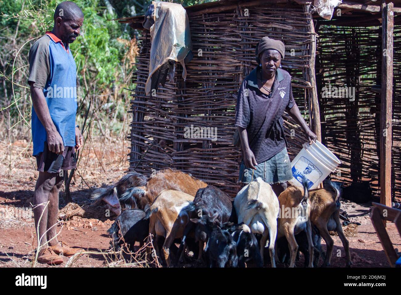 Haitianische Ziegenbauern, ländliche Szene Stockfoto