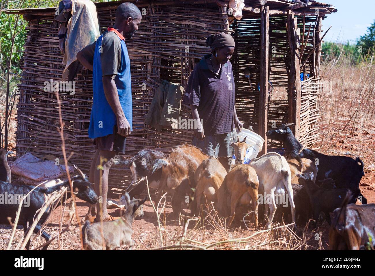 Haitianische Ziegenbauern, ländliche Szene Stockfoto
