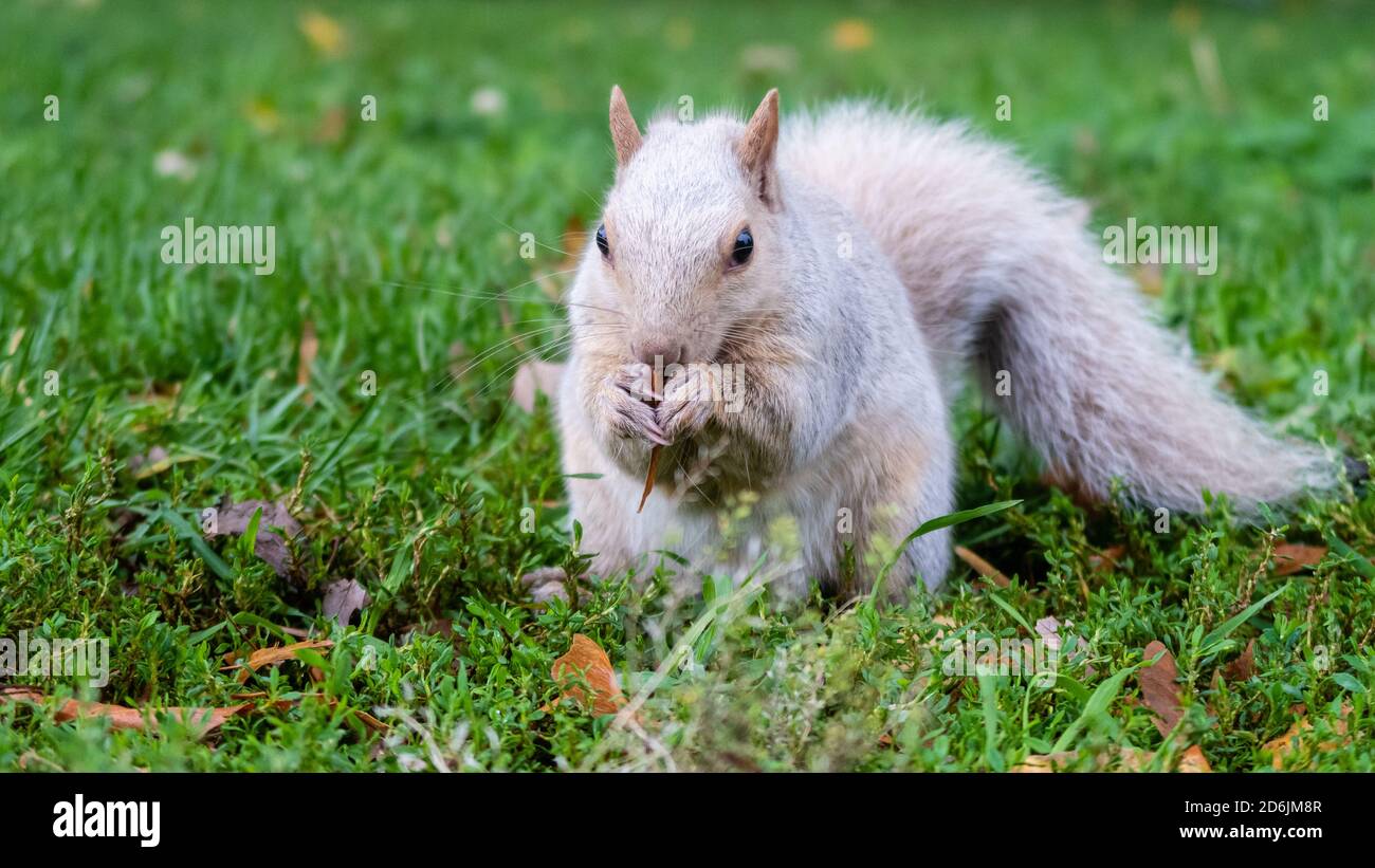 Blick auf ein weißes Eichhörnchen, das Blätter frisst im Lafontaine Park, Montreal Stockfoto