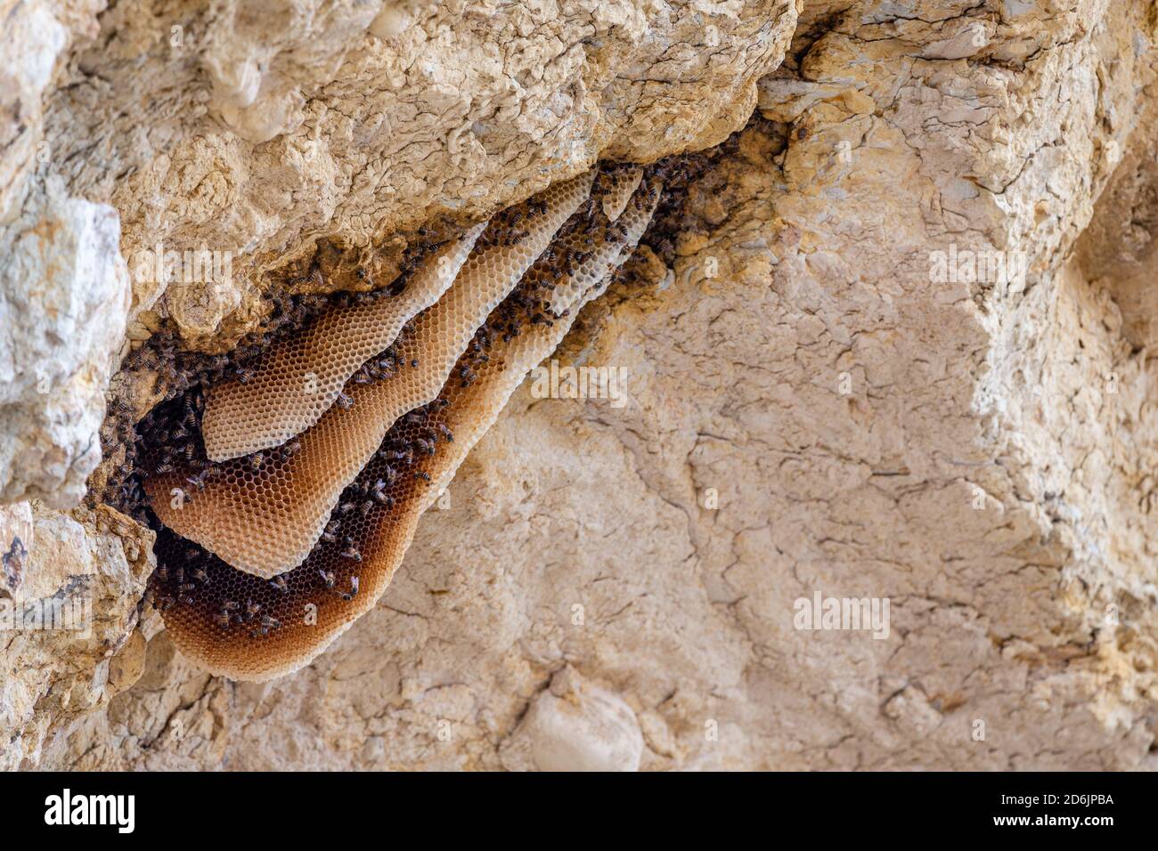 Ein wilder Bienenstock mit Arbeiterbienen hängt an der Nische einer Klippe. Stockfoto