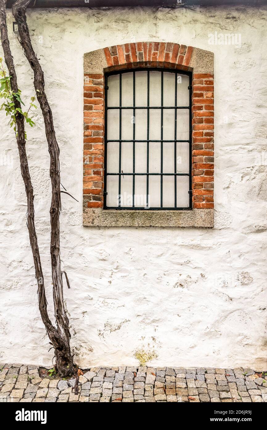 Rebe Stamm an der Wand mit einem Fenster auf Kopfsteinpflaster Straße der Stadt Porto, Portugal Stockfoto