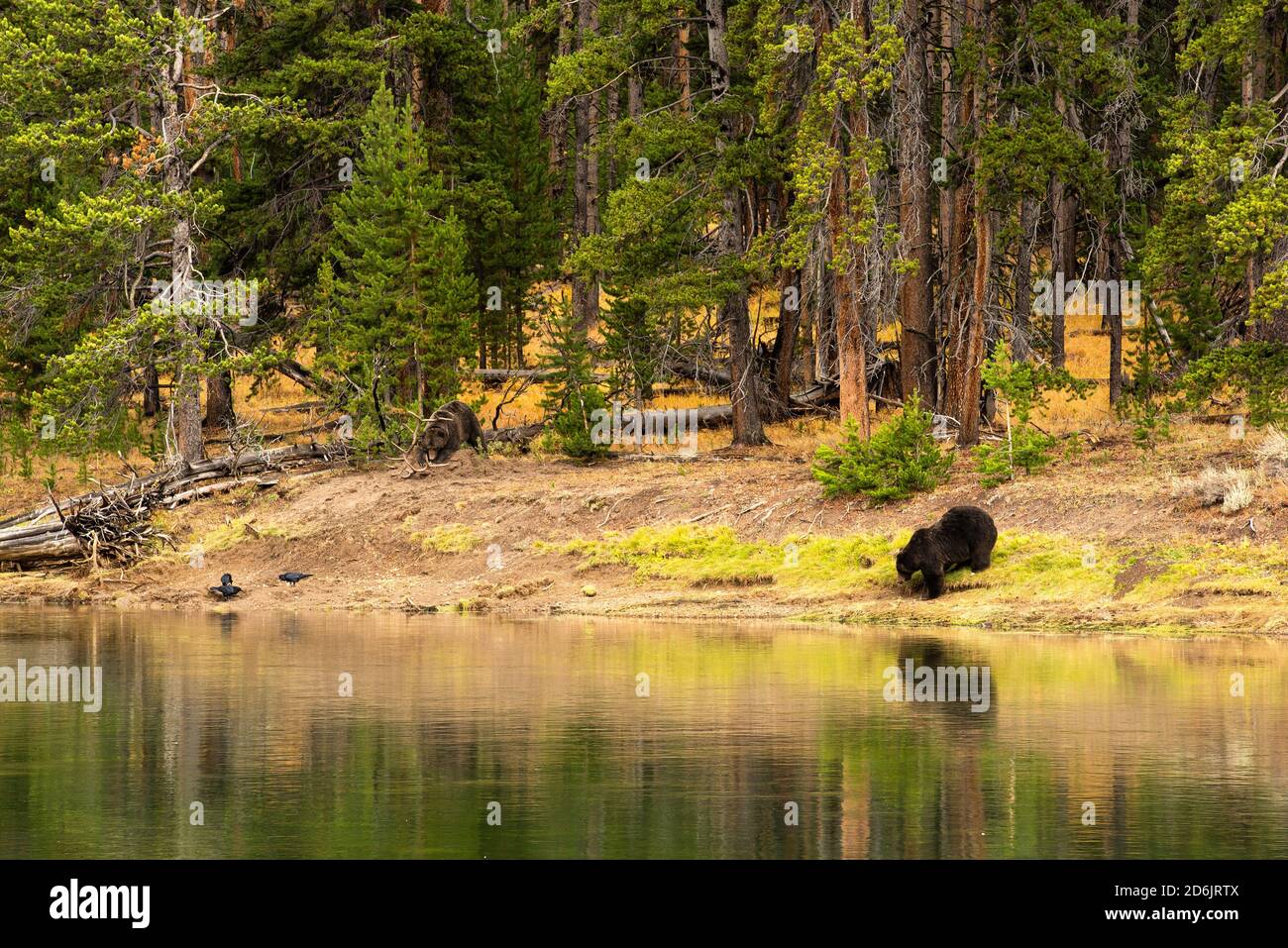 Grizzlybären und Elchkarkadaver wurden im Yellowstone National Park, Yellowstone River im Hayden Valley, im September 2020 getötet und bewachten bedecktes Fleisch und Ameisenbären Stockfoto