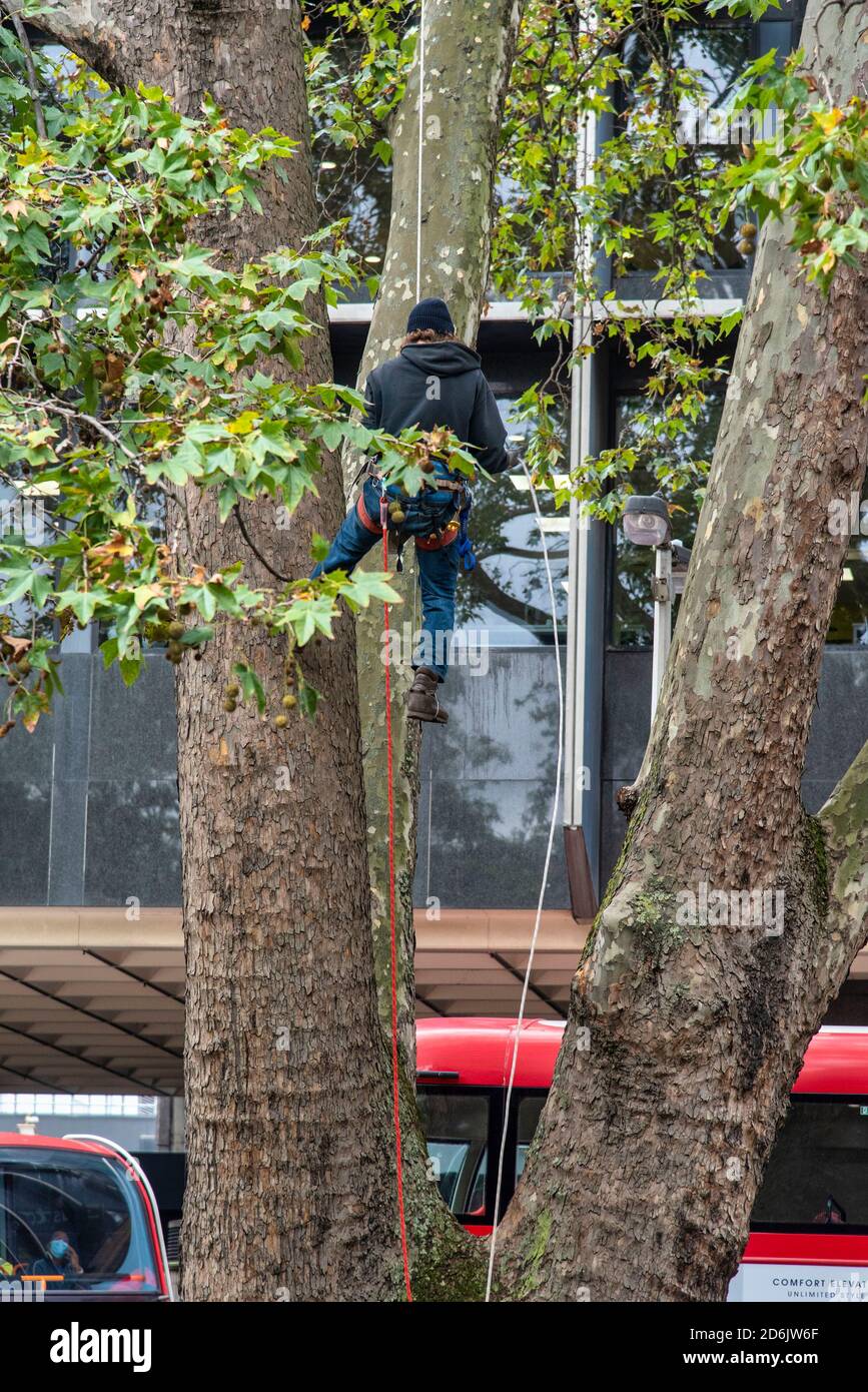 London, Großbritannien. Oktober 2020. HS2 (High Speed 2) der Rebellions-Protestler klettert an ihrem Lager am Euston Square in London ein Seil auf einen Baum, als sie gegen die Zerstörung von Wäldern wegen des Baus der Hochgeschwindigkeitsstrecke protestieren.Quelle: SOPA Images Limited/Alamy Live News Stockfoto