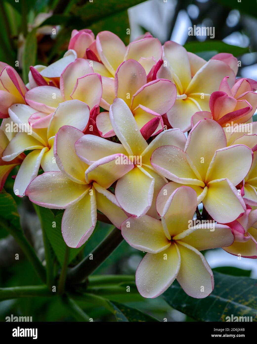 Gelbliche rosa Plumeria oder Frangipani Blüten Stockfoto