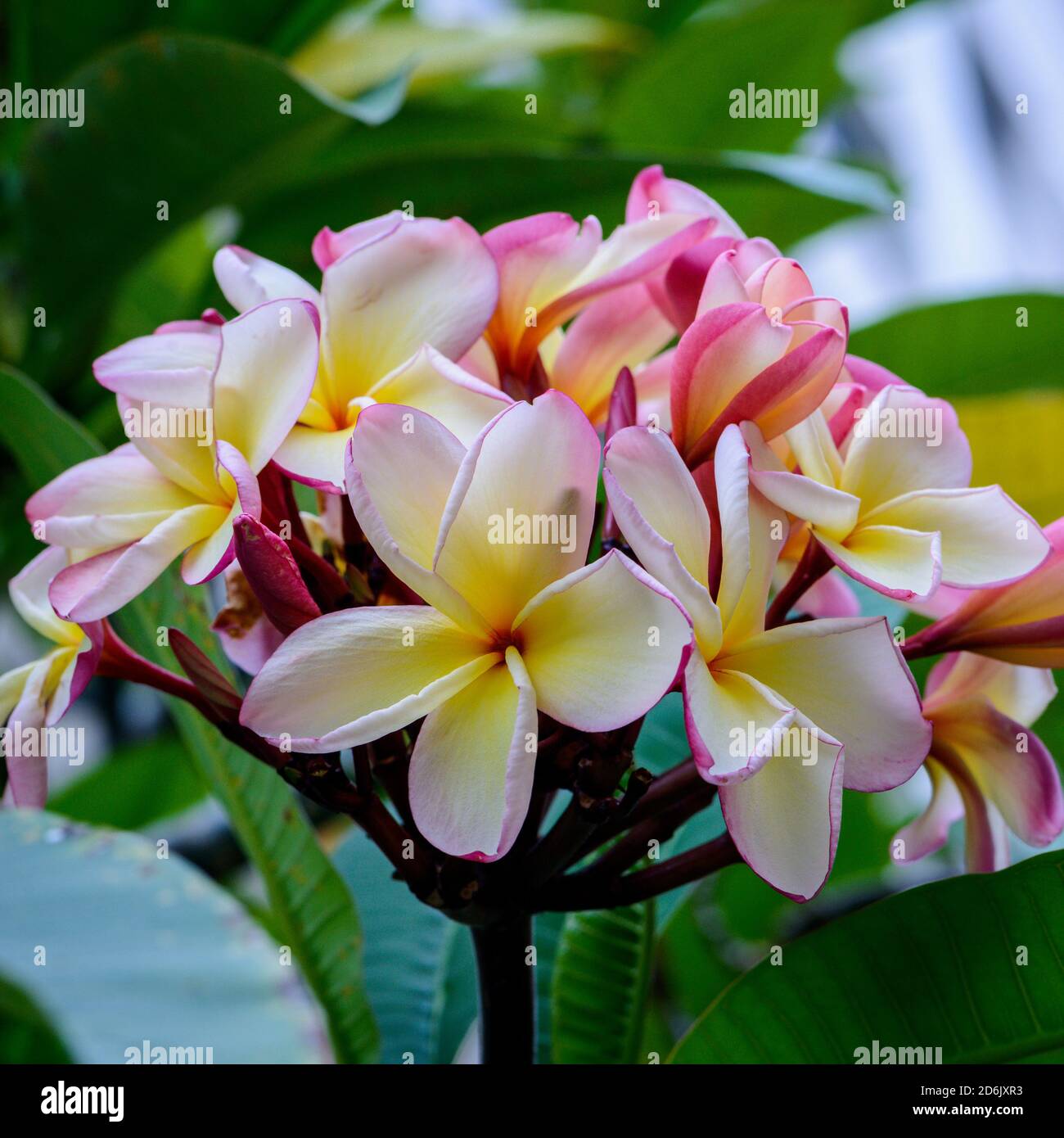 Gelbliche rosa Plumeria oder Frangipani Blüten Stockfoto