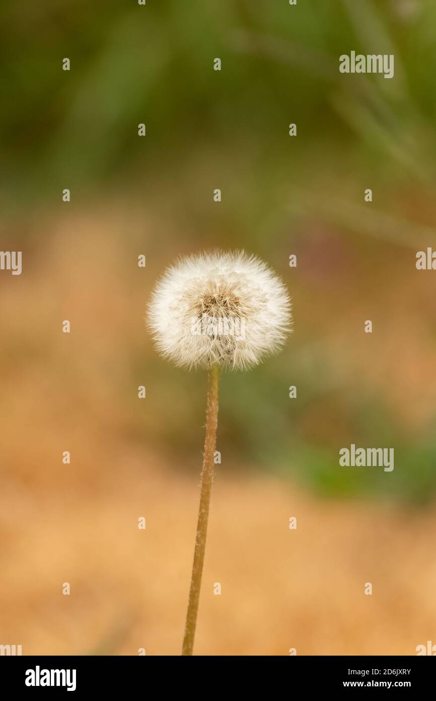 Löwenzahn Blume, schöner Hintergrund Stockfoto
