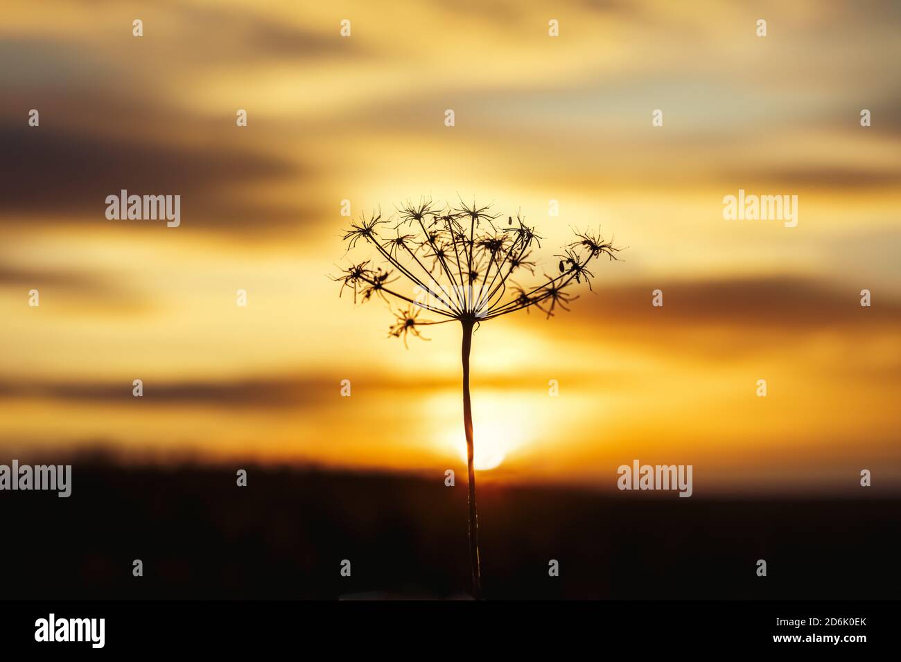 Große Silhouette einer trockenen Pflanze, die vor einem Sonnenuntergang heut. Stockfoto