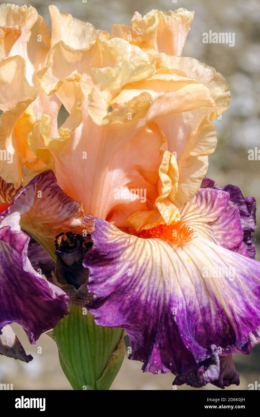 Bärtige Iris Jazz Smile schöne Blume Nahaufnahme Stockfoto