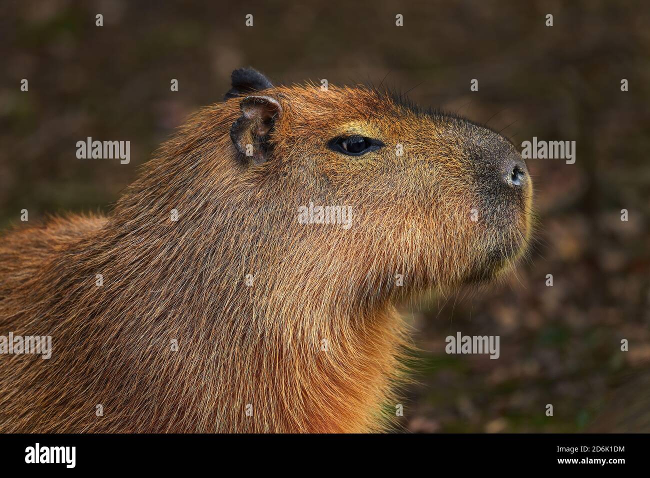 Capybara - Hydrochoerus hydrochaeris, Portrait von Nagetieren aus südamerikanischen Savannen, Sümpfen und Grasland, Brasilien. Stockfoto