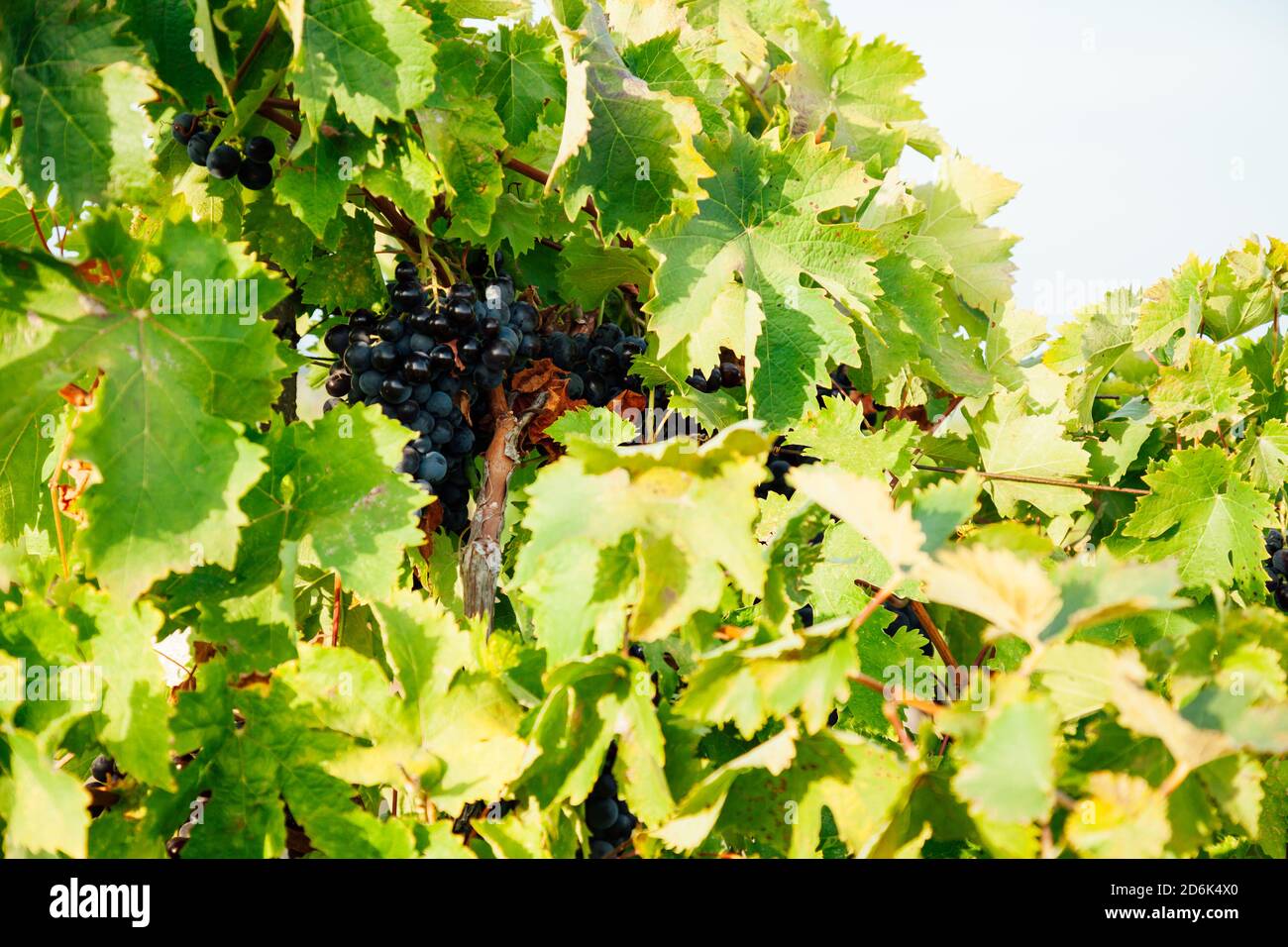 Reife Trauben im Weinberg vor der Ernte Wein Stockfoto